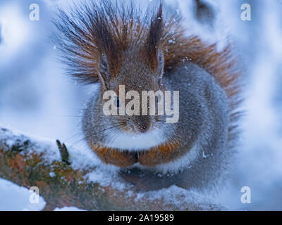 Red Squirrel Sciurus vulgaris Finnish Lapland winter Stock Photo
