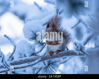 Red Squirrel Sciurus vulgaris Finnish Lapland winter Stock Photo