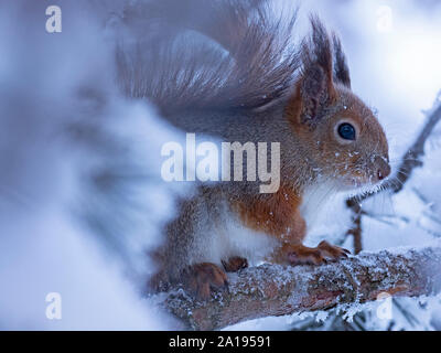 Red Squirrel Sciurus vulgaris Finnish Lapland winter Stock Photo