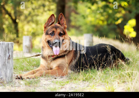 Happy young german shepherd dog with its tongue out lying on the grass in the forest Stock Photo