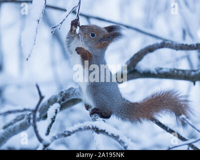 Red Squirrel Sciurus vulgaris  eating snow for hydration Finnish Lapland winter Stock Photo