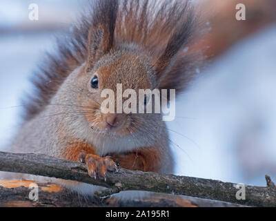 Red Squirrel Sciurus vulgaris Finnish Lapland winter Stock Photo