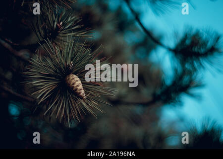 Autumnal nature scene with close up of pine cone on a forest trail in the autumn season. Stock Photo