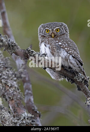 Northern Pygmy Owl Glaucidium californicum Oulu Finland winter Stock Photo