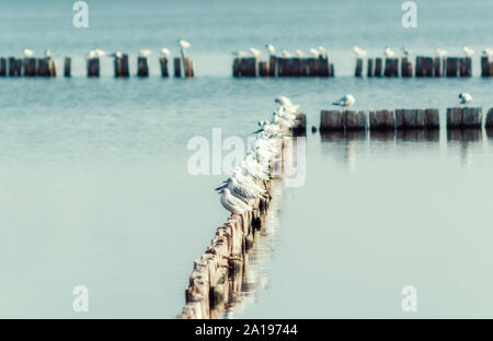 seagull birds sit on wooden posts in calm water of the lake in the afternoon autumn Stock Photo