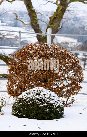 Topiary balls close-up (yew & hornbeam) in rural snow covered winter garden with stylish, contemporary landscaping & planting - Yorkshire, England, UK Stock Photo