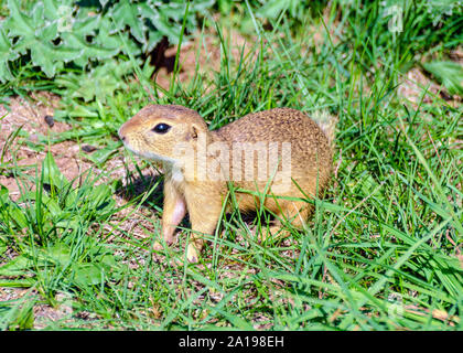 an attentive  ground squirrel on  a meadow Stock Photo