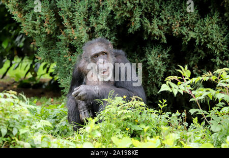 An adult chimpanzee sitting in the long grass Stock Photo