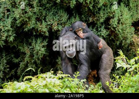 A mother chimpanzee walking along with a cute baby riding on its back sucking its thumb Stock Photo