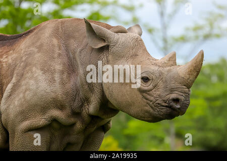 Close up head and shoulders of an adult captive White Rhino (Ceratotherium simum). Stock Photo