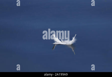 Close up of a white goose bird feather floating and reflecting in clear still blue water. Stock Photo