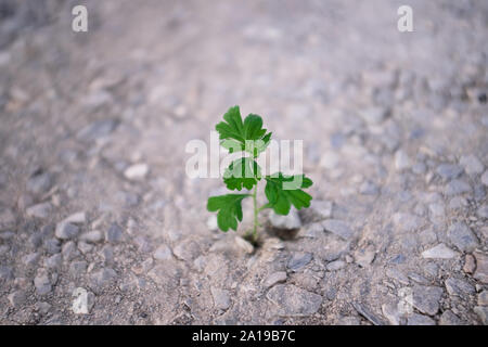 Wide low angle shot of small green grass growing out of dry barren stones, background are out of focus. Hope and struggle for life conceptual themes.