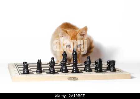 cute little red kitten and chess isolated on white background closeup Stock Photo