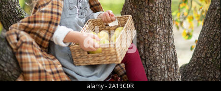 Child picking apples on farm in autumn. Little girl playing in apple tree orchard. Healthy nutrition. Cute little girl eating red delicious apple. Har Stock Photo