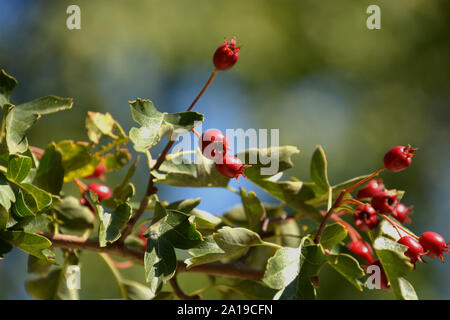 common hawthorn fruits, red fruits of crataegus monogyna or hawthorn or single-seeded hawthorn in the autumn sun Stock Photo