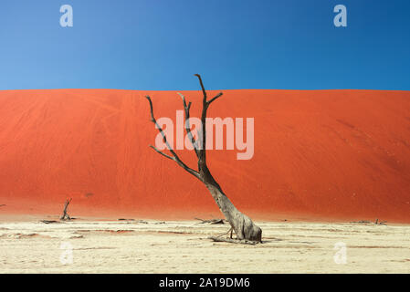 Dead camel thorn tree and the red dunes of Deadvlei in Namibia