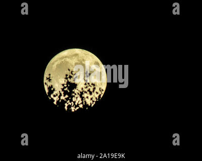 Full moon shining bright on a clear night with tree branches in the way. Stock Photo