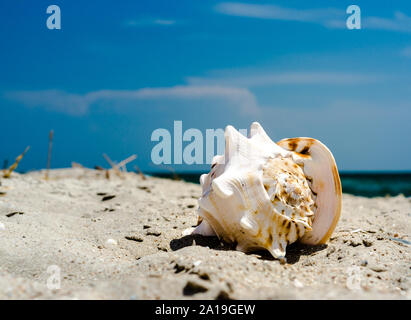 large huge ocean shell with spikes on yellow sand against a the blue sea and sky Stock Photo