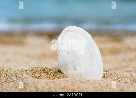 white striped shell in quartz sand against the blue sea Stock Photo