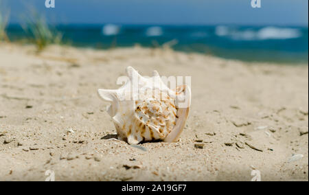 large huge ocean seashell with spikes on yellow sand against a the blue sea green grass and sky Stock Photo