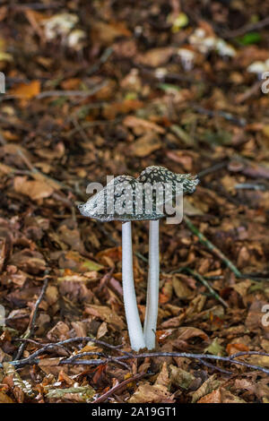 Magpie fungus (Coprinopsis picacea) poisonous mushroom in autumn on forest floor Stock Photo