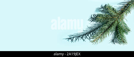 Christmas fir tree branches and shadows on blue. Stock Photo