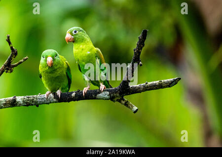 Two Orange-chinned Parakeets (Brotogeris jugularis) perched on a branch, interacting, Photographed in the wild, Costa Rica, Central America.