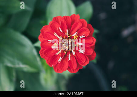 Red Zinnia. Beautiful garden flower. Autumn flower.