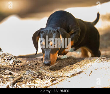 Dachshund puppy climbing a hill in the forest Stock Photo