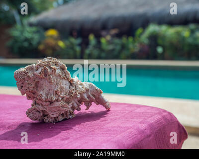 A large seashell on the rose table over the pool with blue water. Holiday background. Relaxing vacation concept. Senegal. Africa. Stock Photo