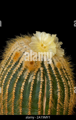 Flowering lemon ball cactus with offsets, macro on black background Stock Photo