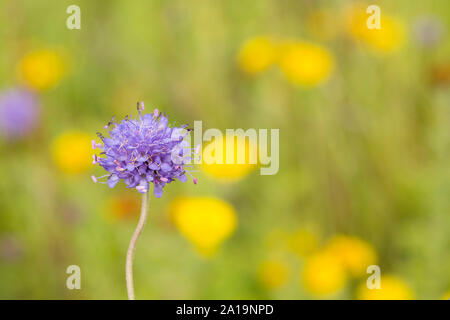 A flowering example of Devil’s-Bit Scabious, Succisa pratensis, growing in a meadow in North Dorset England UK GB Stock Photo