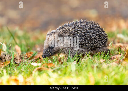 European Hedgehog (Erinaceus europaeus) out in the grass and leaves in the summer sun, Northampton UK