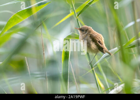 Juvenile Reed-warbler (Acrocephalus scirpaceus) perched in reed bed, Northanptonshire, UK Stock Photo