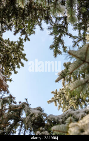 rounded frame of snow-covered fir branches against a blue sky shot from below Stock Photo