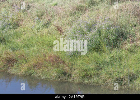 Clump of Michaelmas Daisy / Aster novi-belgii or possibly Aster novae-angliae on drainage channel bank - they favour damp ground habitats [see NOTES] Stock Photo