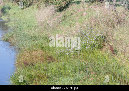 Clump of Michaelmas Daisy / Aster novi-belgii or possibly Aster novae-angliae on drainage channel bank - they favour damp ground habitats [see NOTES] Stock Photo