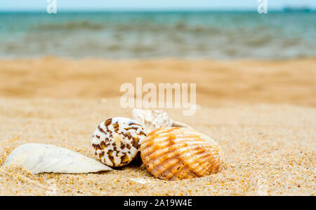 four different bright sea shells on yellow quartz sand against blue water Stock Photo