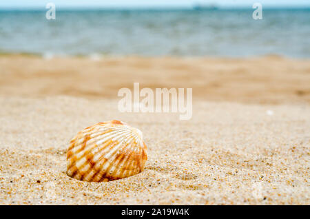 bright striped sea shell in quartz sand against the blue water and ship's silhouette on the horizon Stock Photo