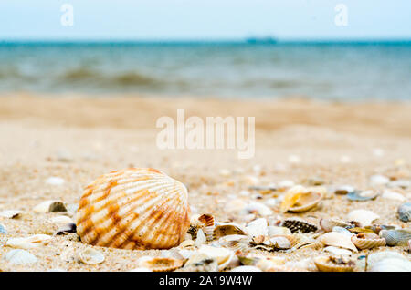 bright big striped shell with another little different shells in quartz sand against the blue sea and ships silhouette on the horizon Stock Photo