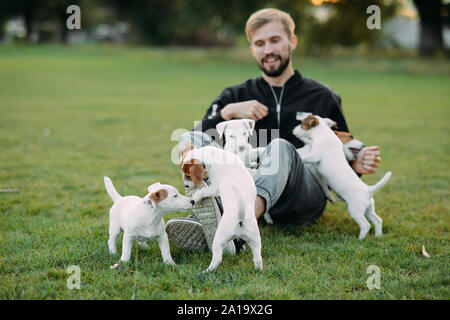 Young man sits at lawn and plays with Jack Russell puppies. Stock Photo