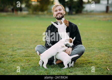 Young man sits at lawn and plays with Jack Russell puppies. Stock Photo