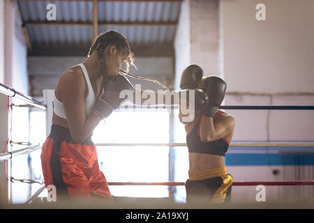 Female boxers fighting in boxing ring at fitness center Stock Photo