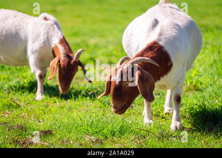 Goats eating grass on a daily farm in rural South Australia on a winter day Stock Photo