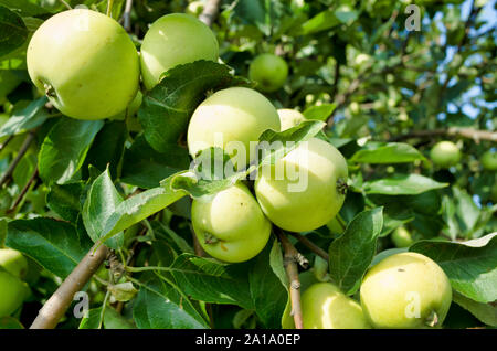 Apples on the branches. Apple tree in the summer season Stock Photo