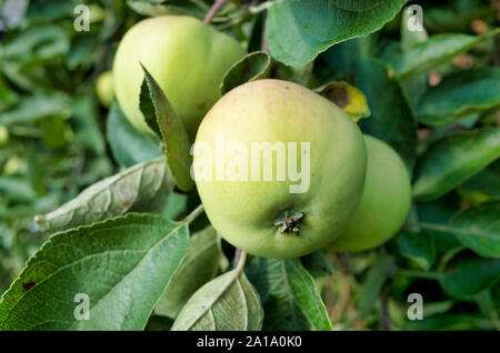 Apples on the branches. Apple tree in the summer season Stock Photo