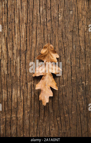 Autumn flat lay with leaves Stock Photo