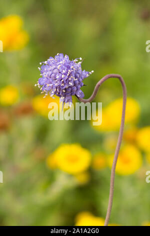 A flowering example of Devil’s-Bit Scabious, Succisa pratensis, growing in a meadow in North Dorset England UK GB Stock Photo