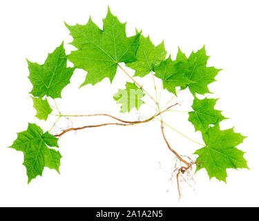 Young maple trees with roots isolated on white background. Stock Photo