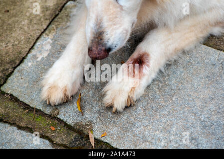 Close-up and selective focus of paw of white German Shephardinfected with botfly Stock Photo